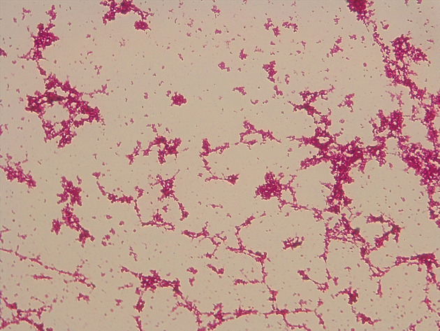 Coccus Slides - Coccus 04 400X